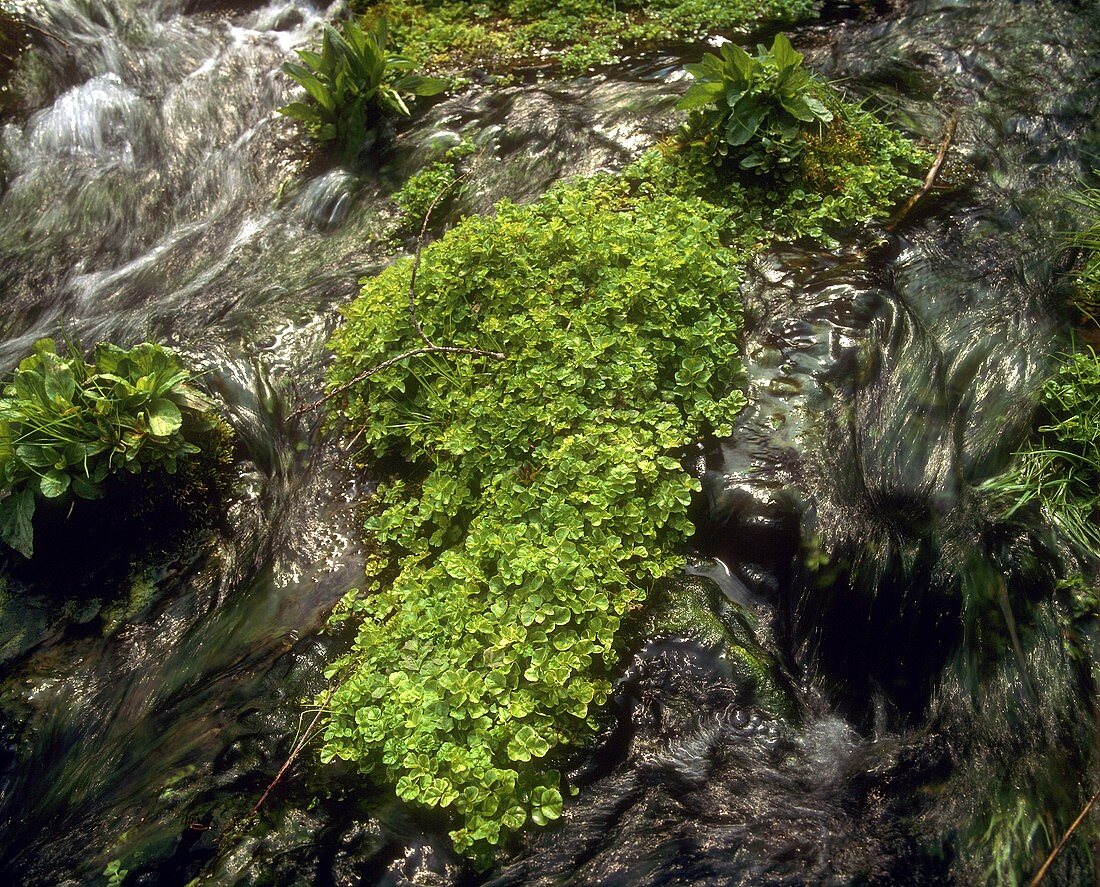 Watercress in a mountain stream