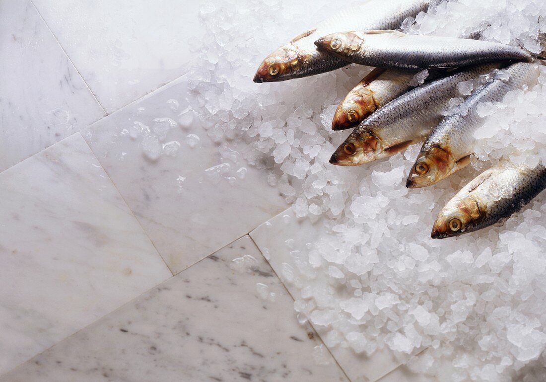 Fresh herrings on ice