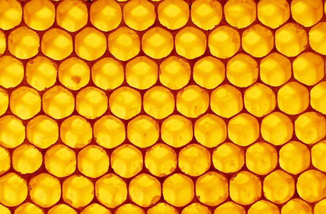 Honeycomb (filling the picture)