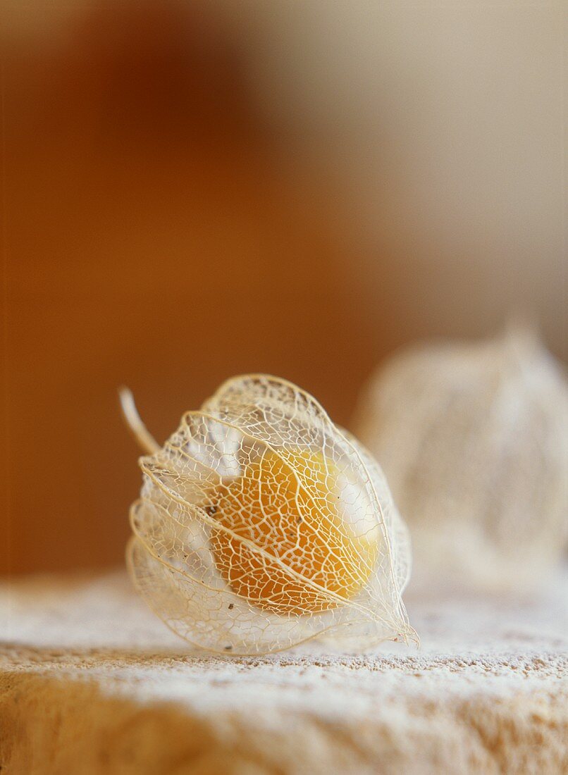 Cape gooseberry with filigree remains of fruit casing