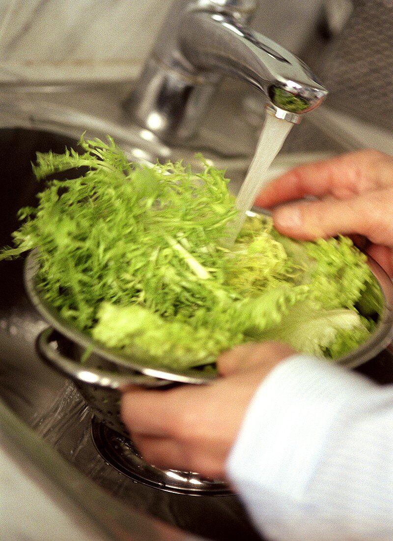 Washing curly endive in a coarse kitchen sieve