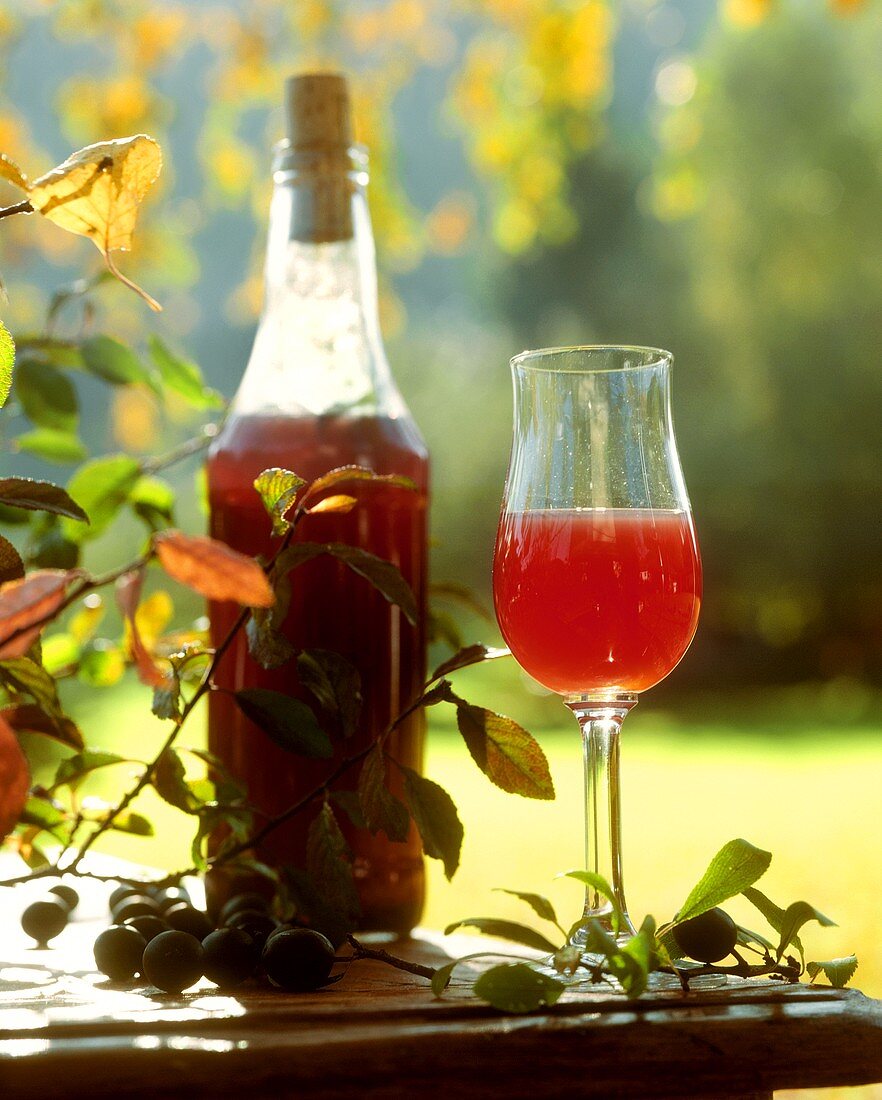 Schlehenlikör in Glas und Flasche auf einem Gartentisch