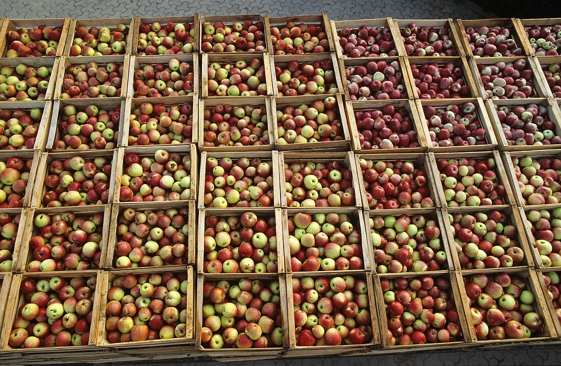 Crates full of apples