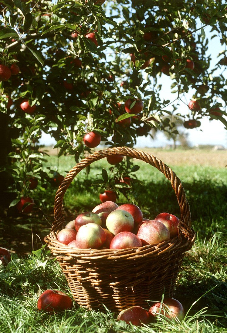 Weidenkorb mit Äpfeln vor einem Apfelbaum