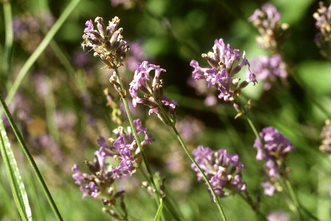 Lavendelblüten