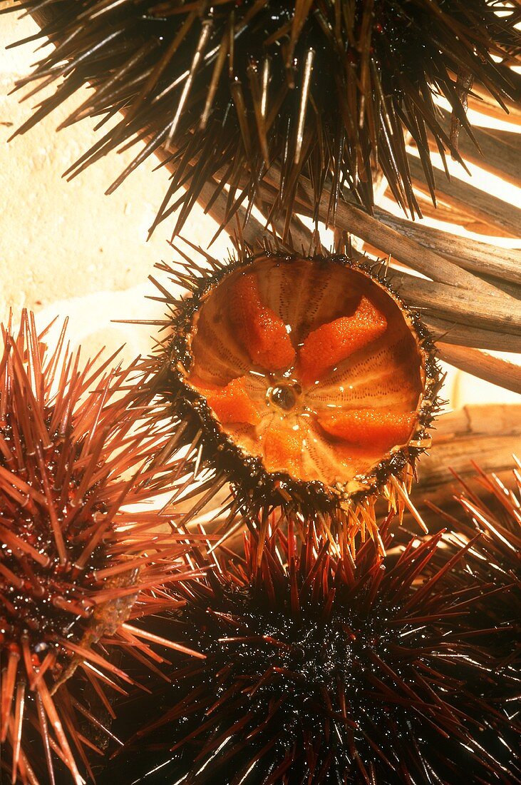 One halved sea urchin among whole sea urchins