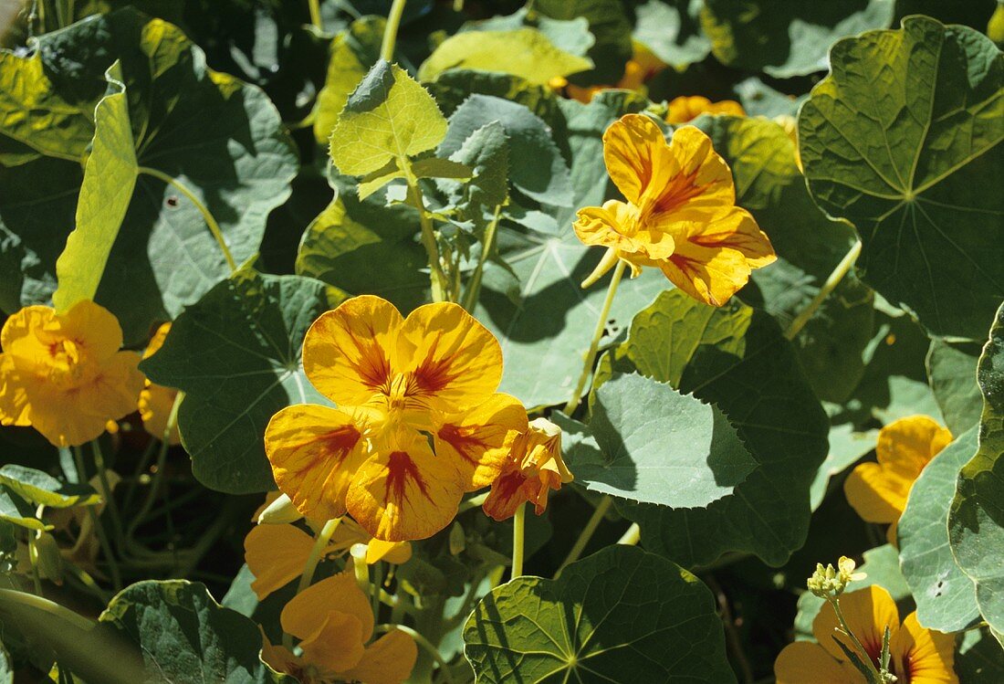 Kapuzinerkresse mit Blüten im Freien