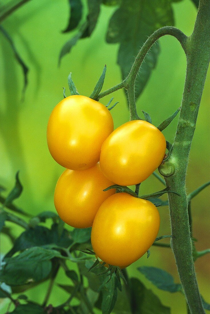 Yellow tomatoes on the vine, variety: 'Goldenes Laternchen'