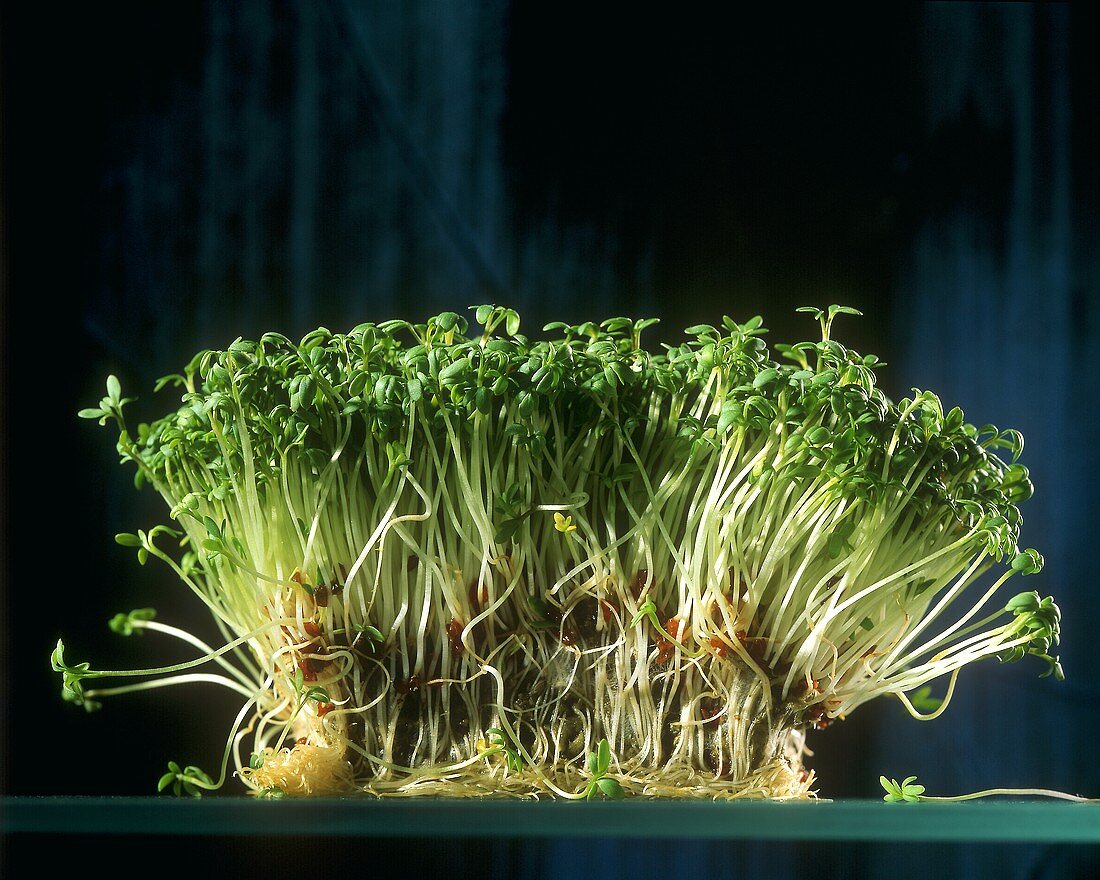 Cress against blue background