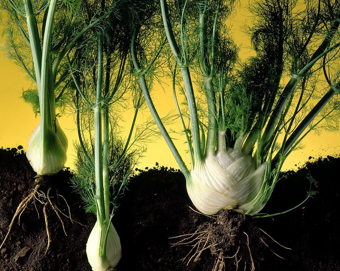Fennel bulbs with leaves and roots