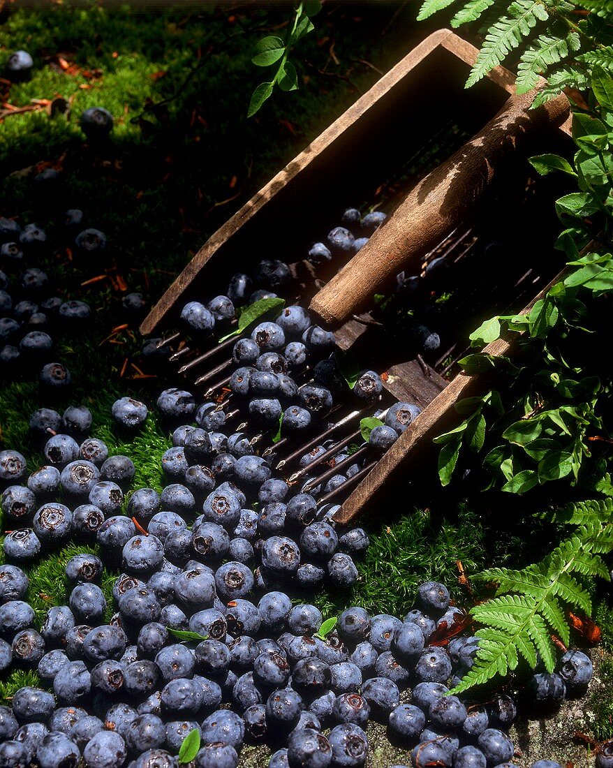 Frische Heidelbeeren mit Erntegerät (Heidelbeerkamm)