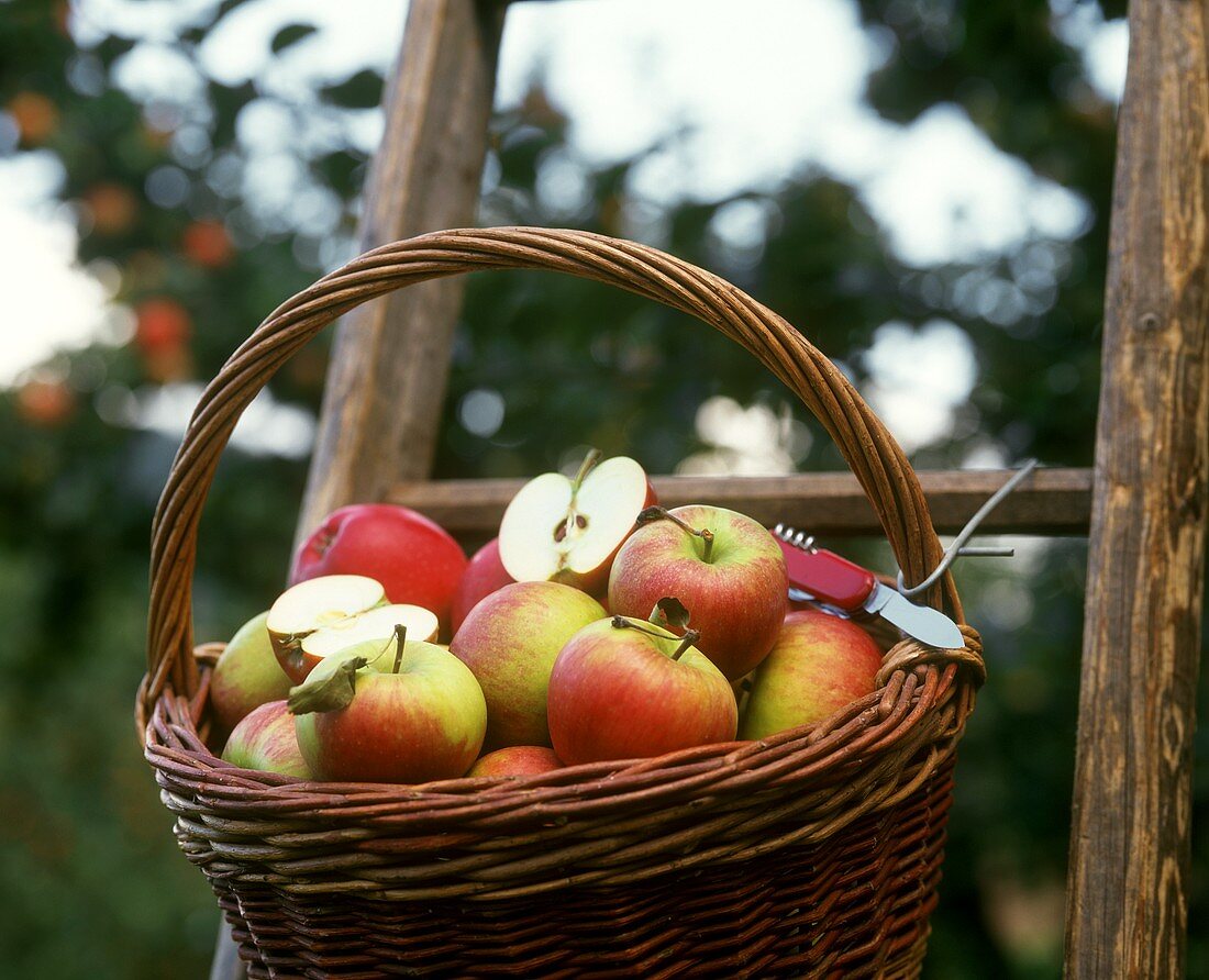 Frisch geerntete Äpfel im Korb an einer Gartenleiter