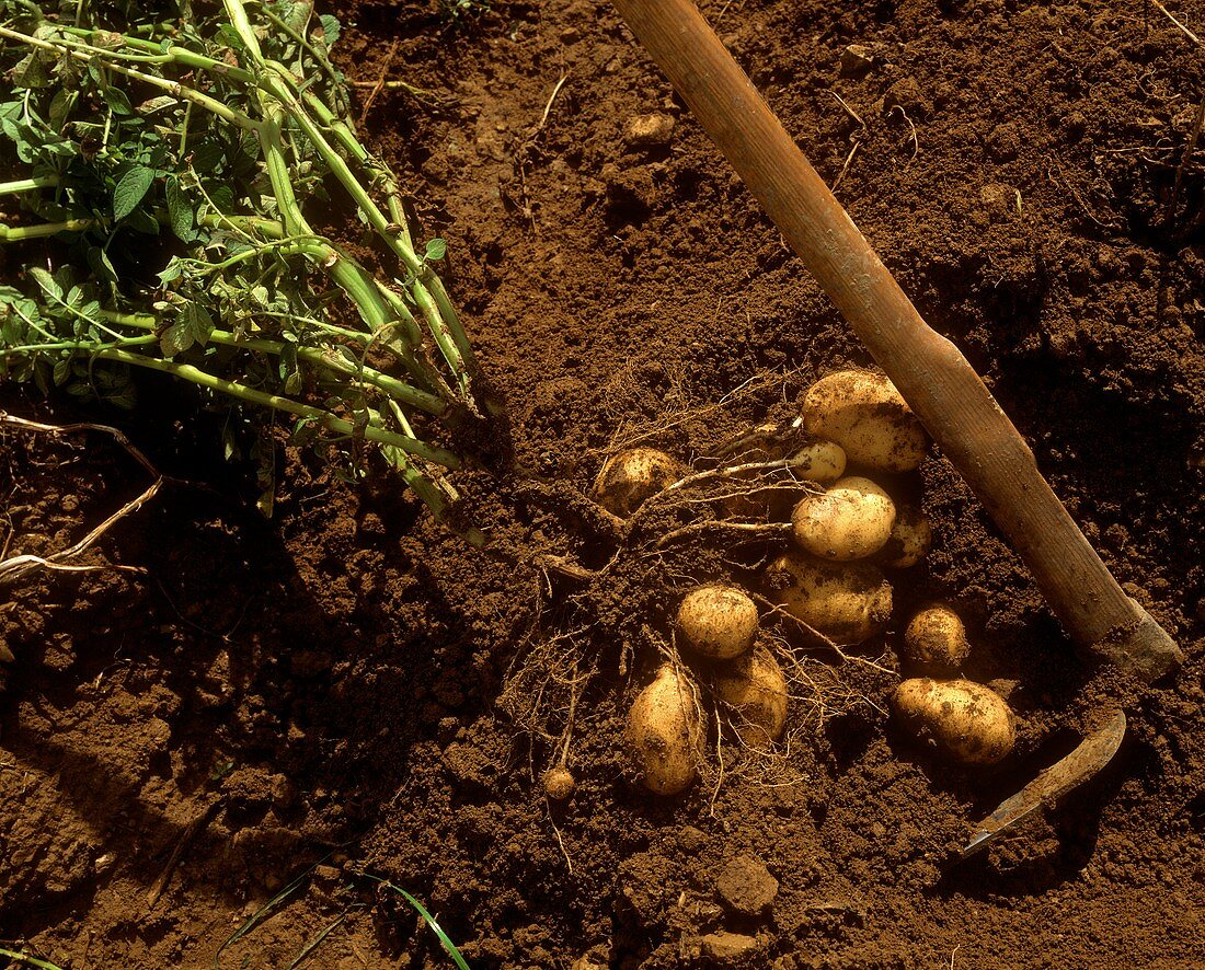 Kartoffelernte (Kartoffeln mit Pflanze und Grabegabel)