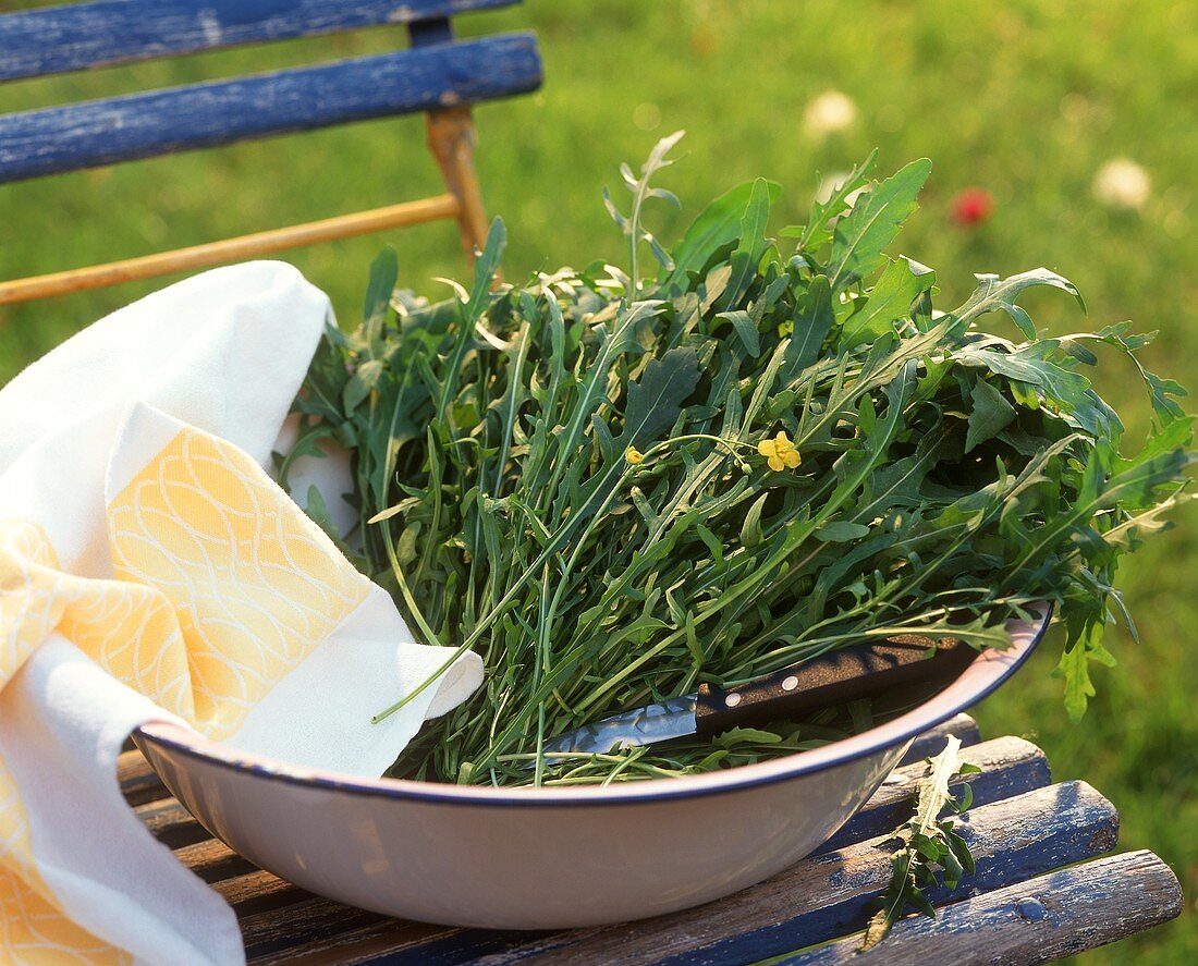 Frischer Rucola in Schüssel auf Gartenstuhl