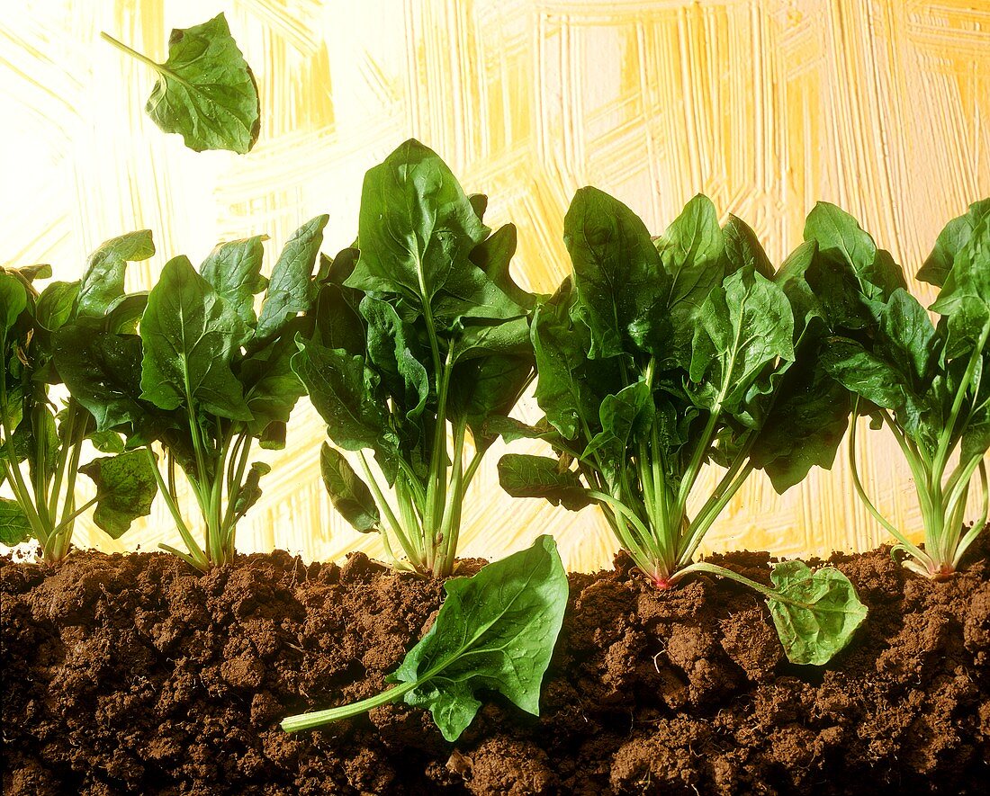 Spinach plants with soil