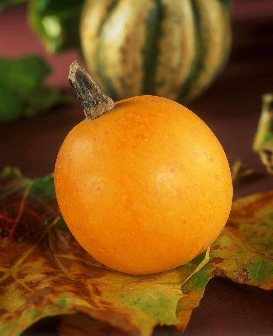 Stillleben mit Kürbis auf Herbstblättern