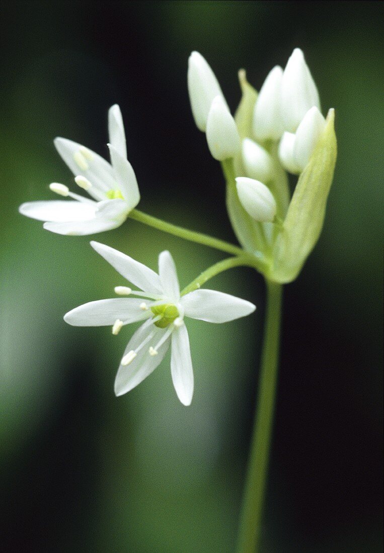 Ramsons (wild garlic) flower (close-up)
