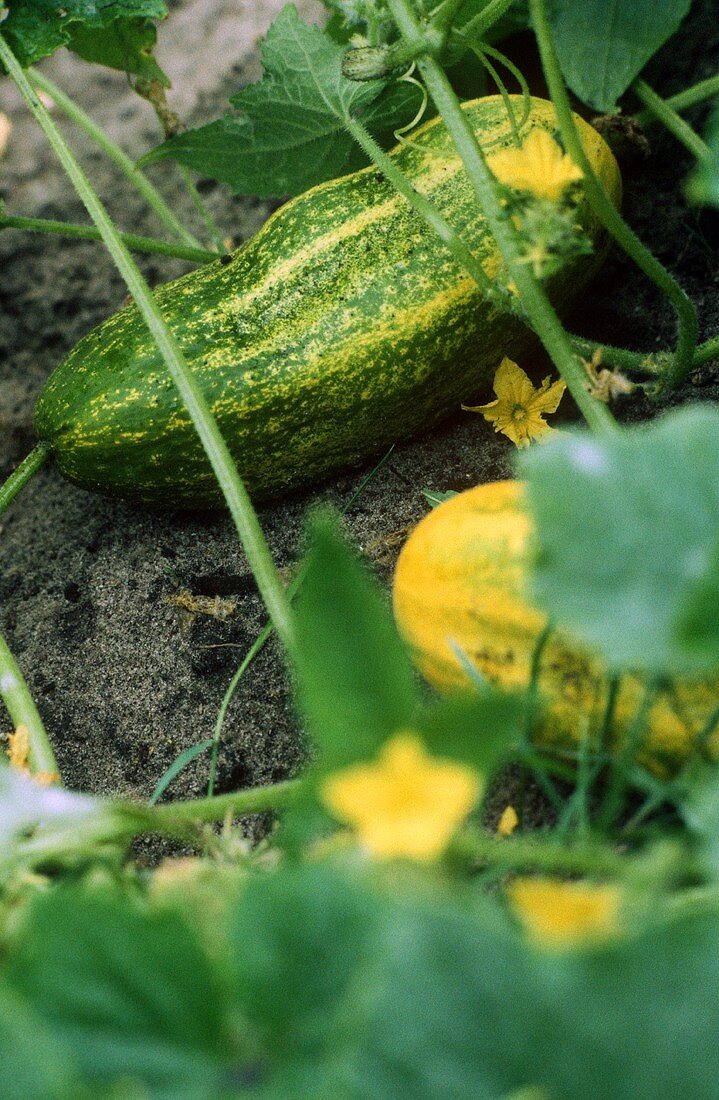 Cucumbers on the plant in vegetable garden