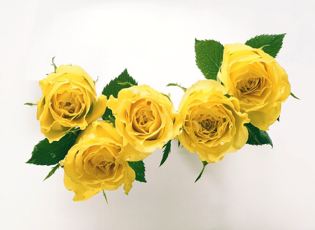 Yellow roses