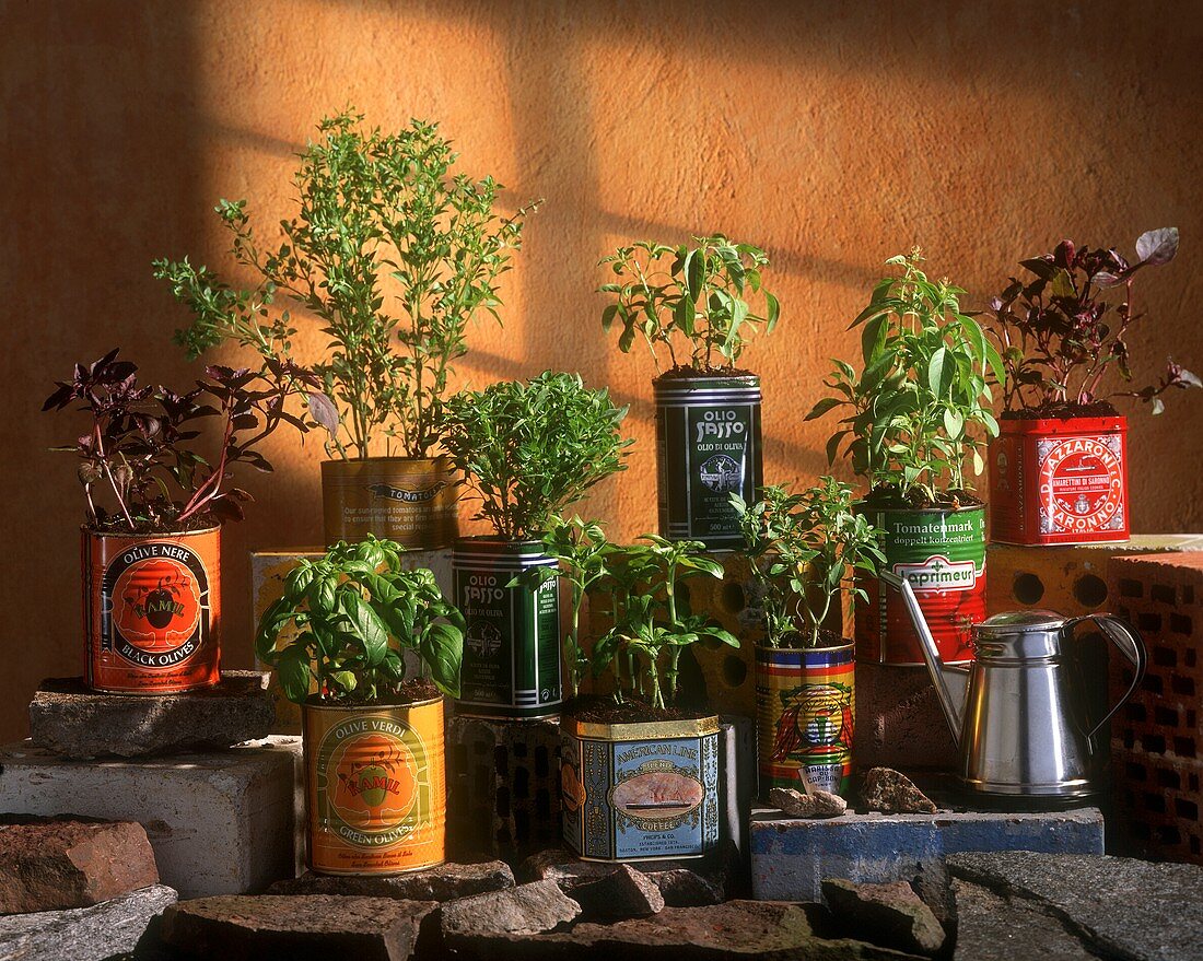 Various types of basil, planted in food tins
