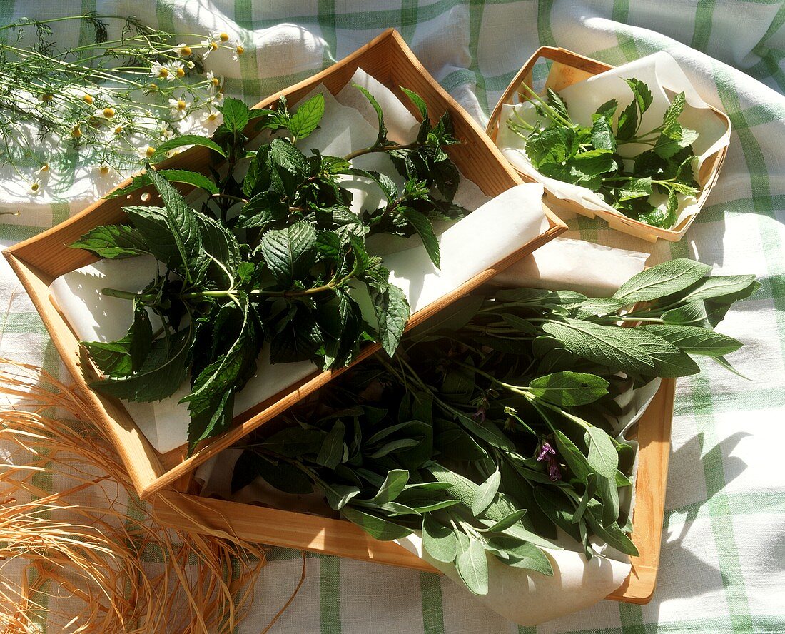 Fresh herbs for drying laid out on a tray