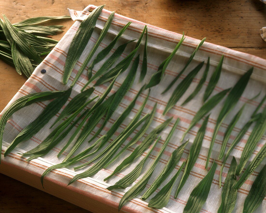 Ribwort plantain leaves laid out on kitchen cloth to dry