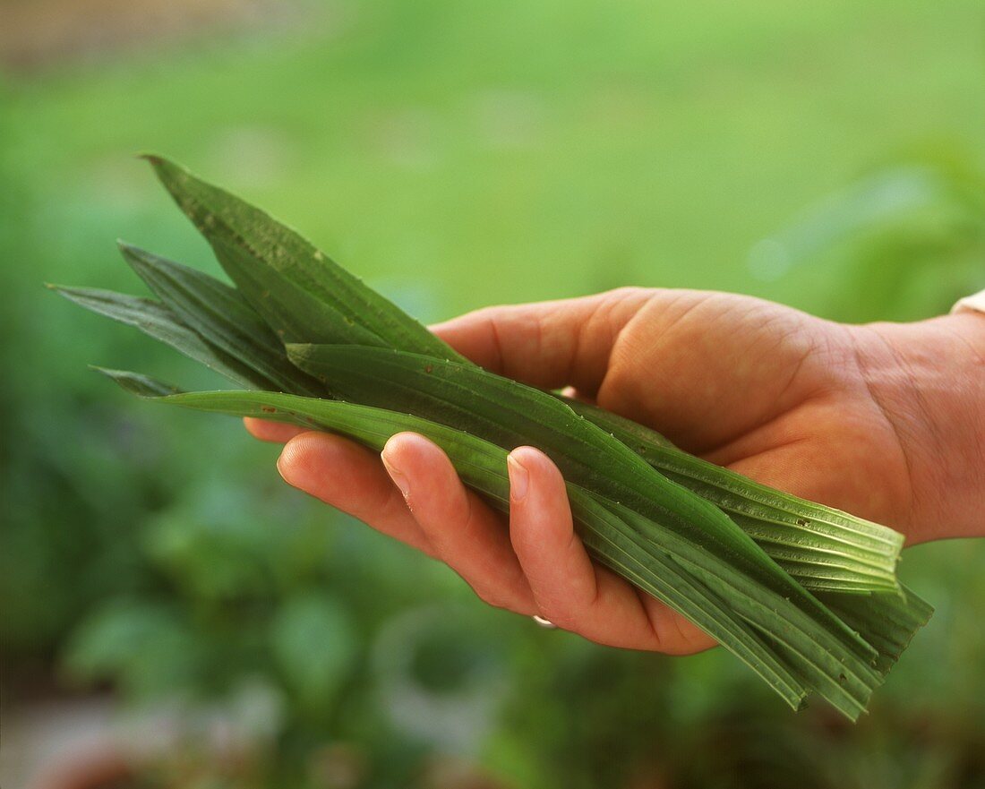 Hands holding fresh ribwort plantain leaves (medicinal plant)