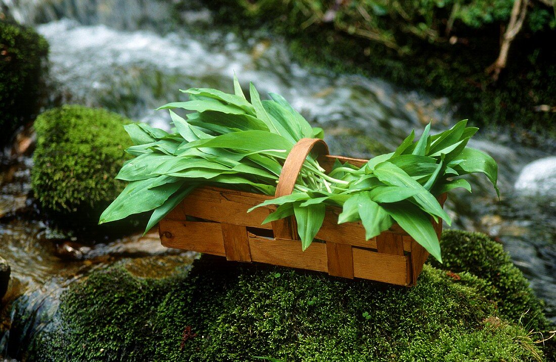 Ramsons (wild garlic) in chip basket by a stream