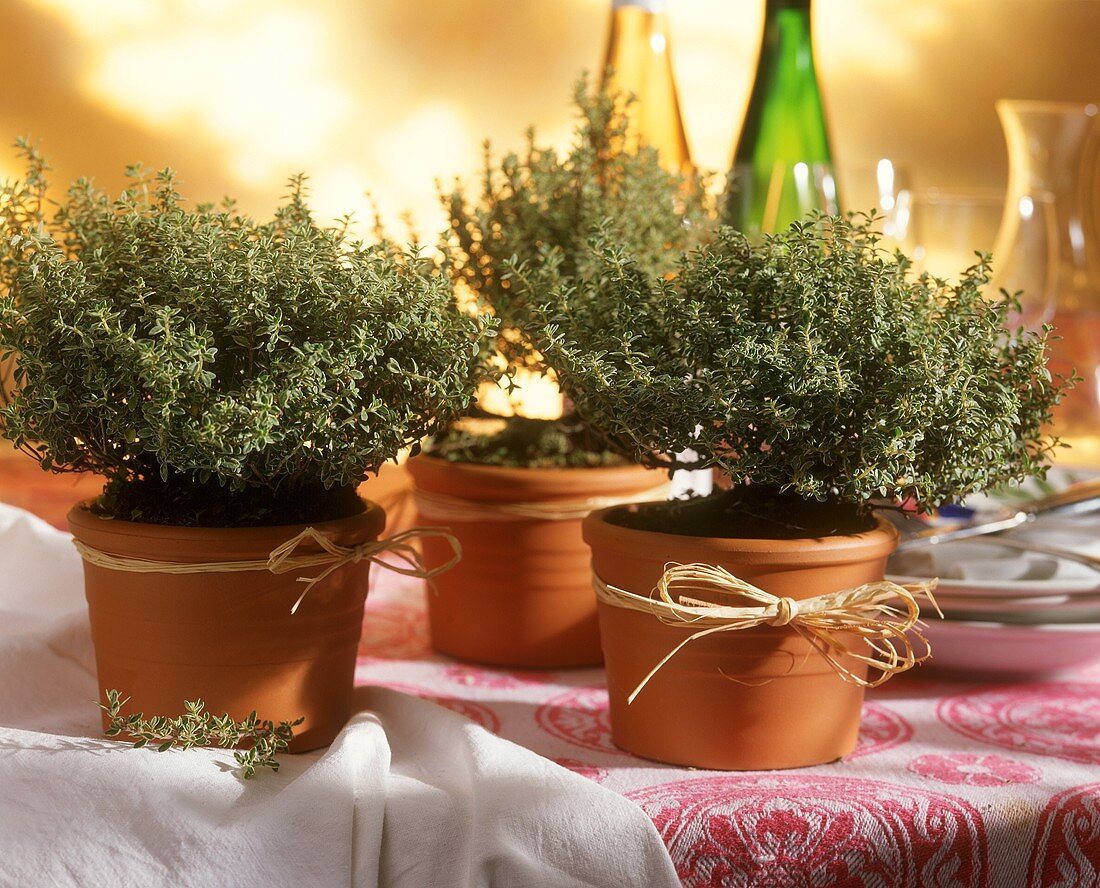 Thyme in flower pots as table decoration