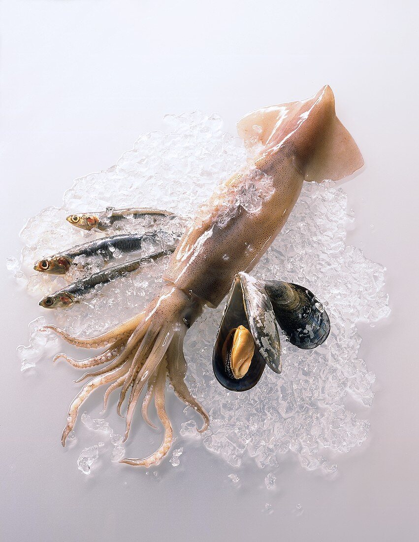 Sardinen, Kalamar und Miesmuscheln auf Eis