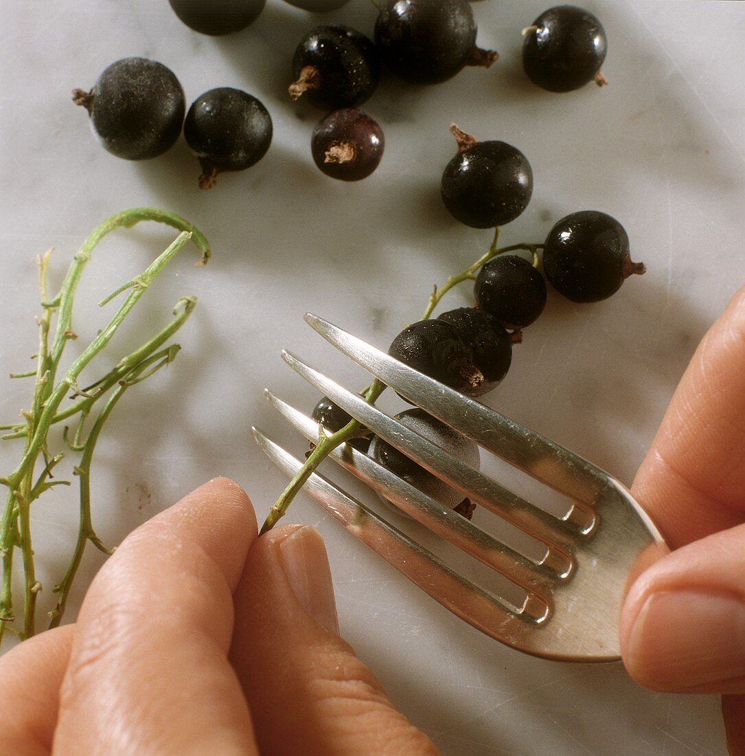 Stripping blackcurrants from their stalks