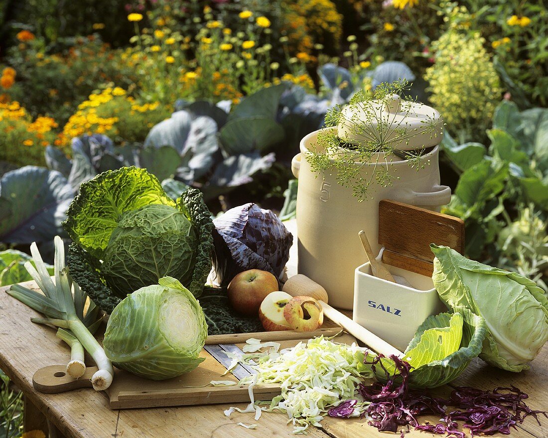 Various types of cabbage for pickling