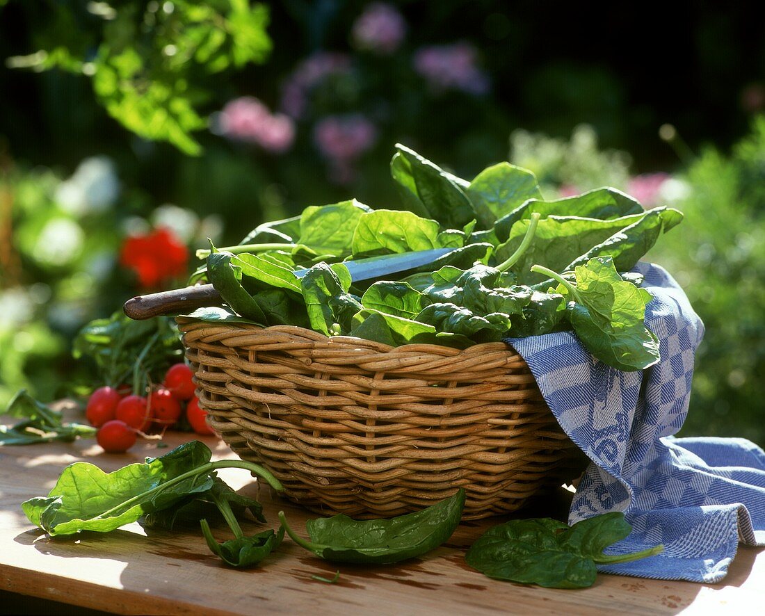 Fresh spinach in a basket