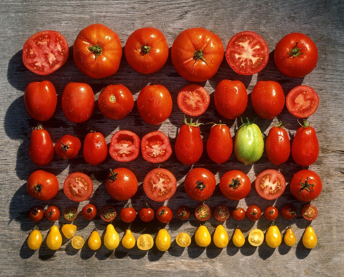 Various types of tomatoes laid in a row