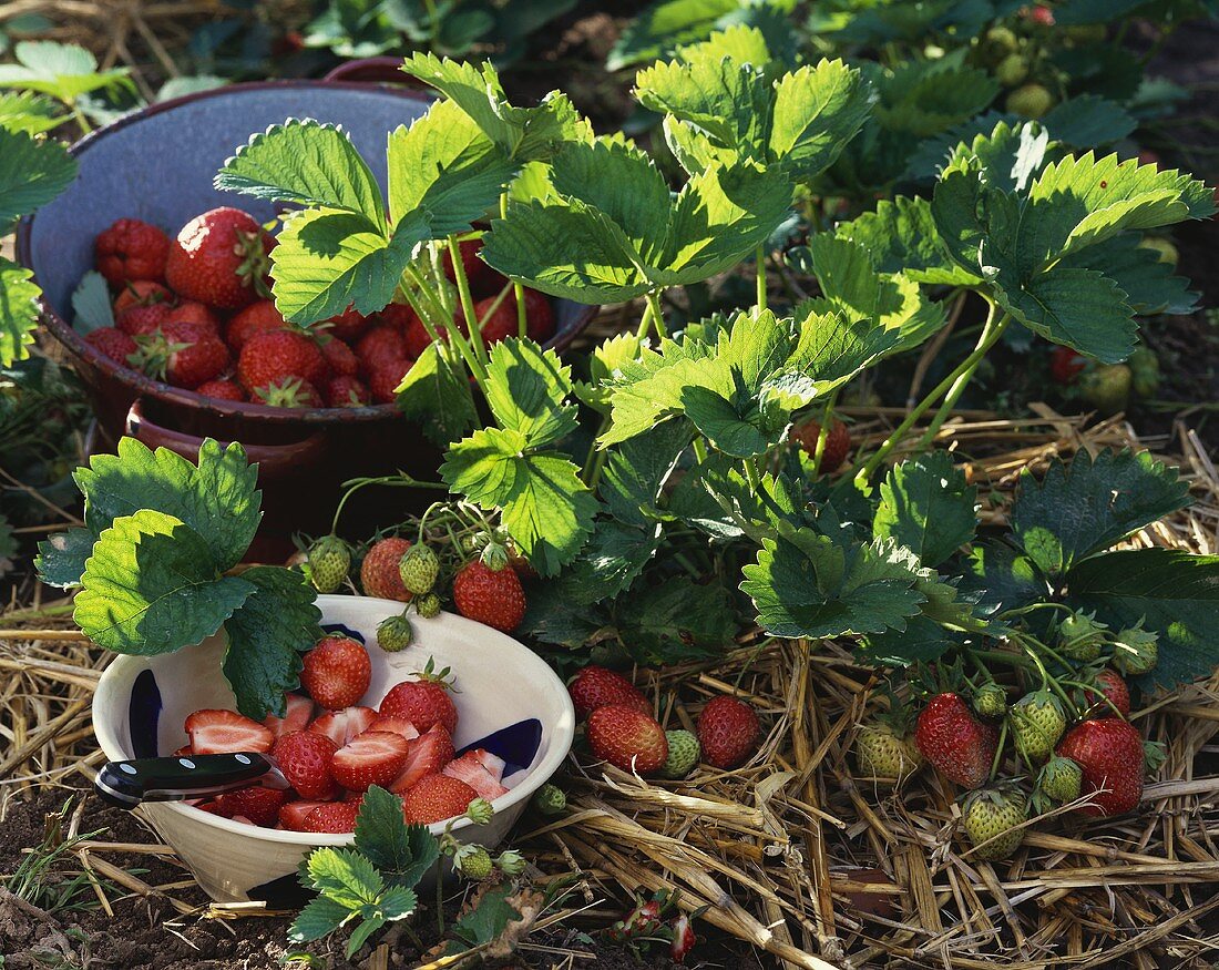 Freshly picked strawberries and strawberry plant
