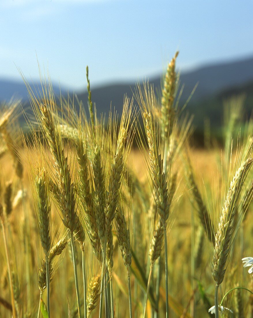 Wheat field