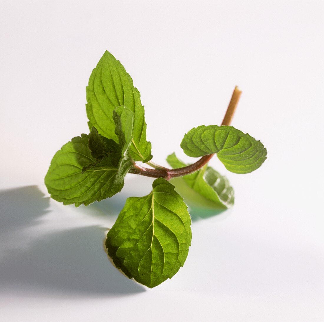 A sprig of mint