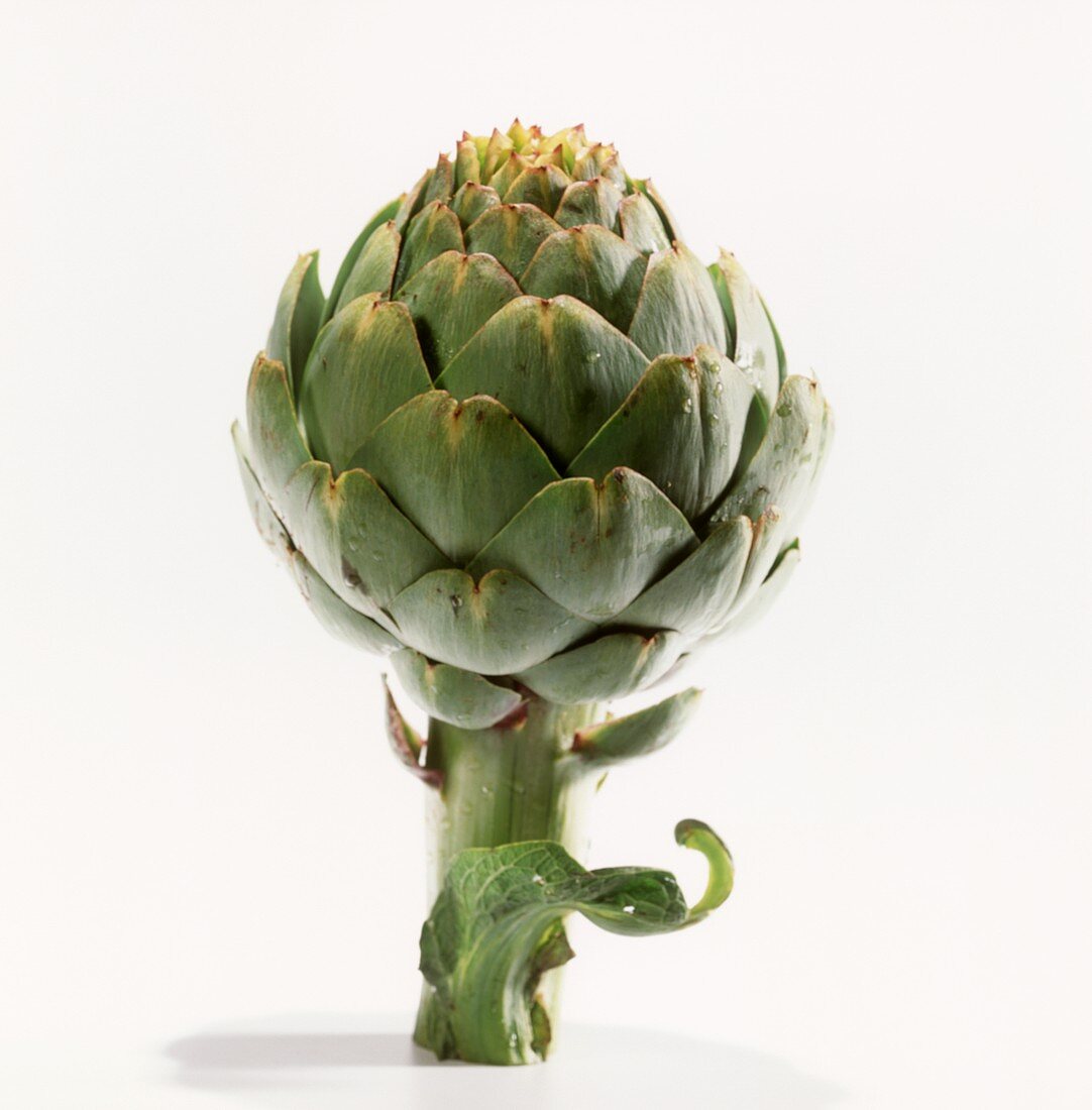 Artichoke