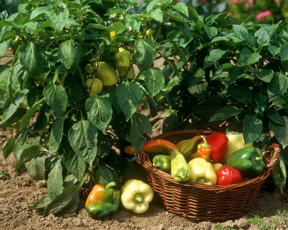 Picking peppers