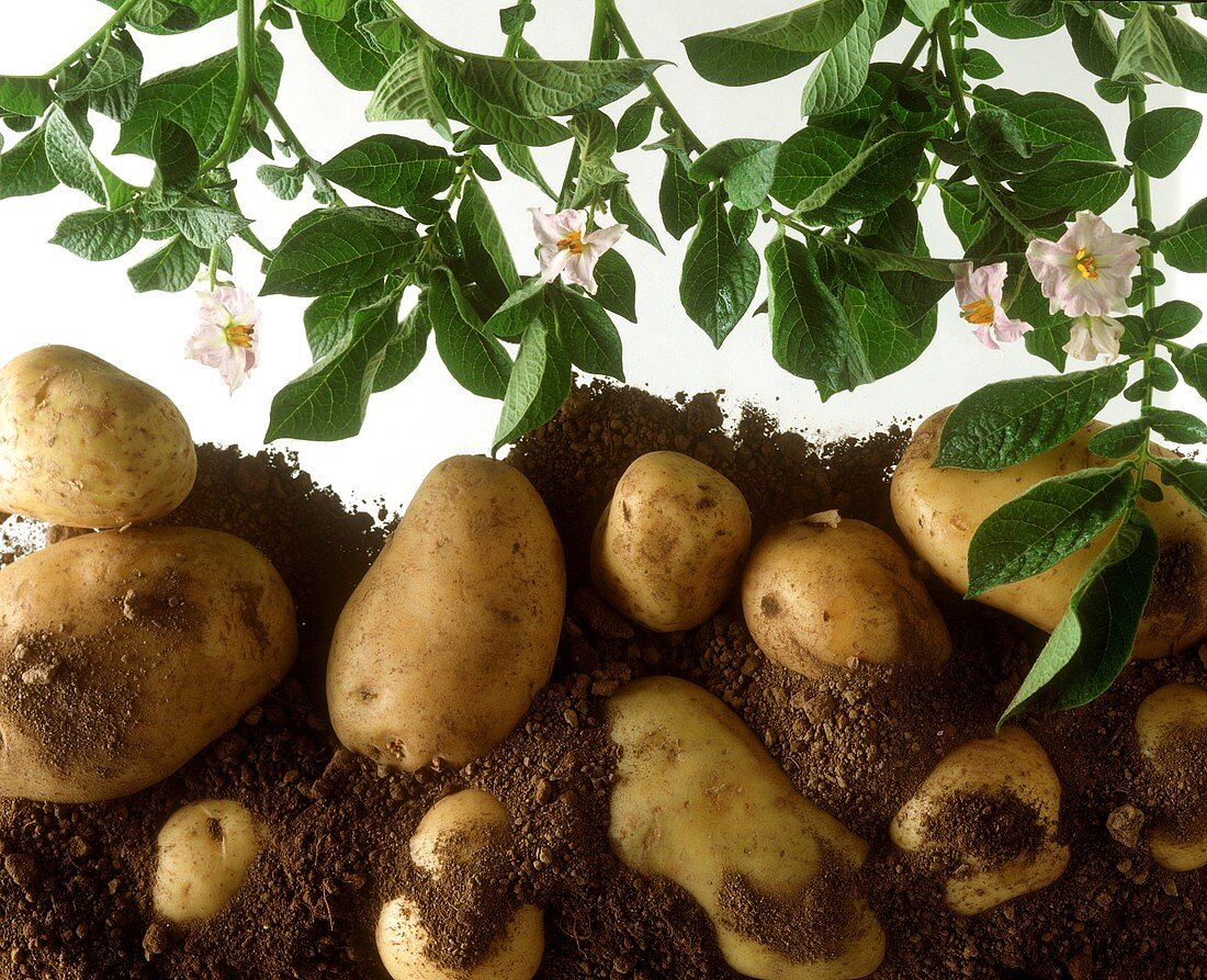 Blühende Kartoffelpflanze und Kartoffeln auf Erde