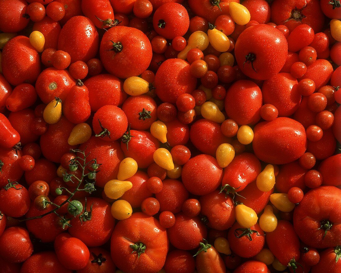 Assorted Kinds of Tomatoes