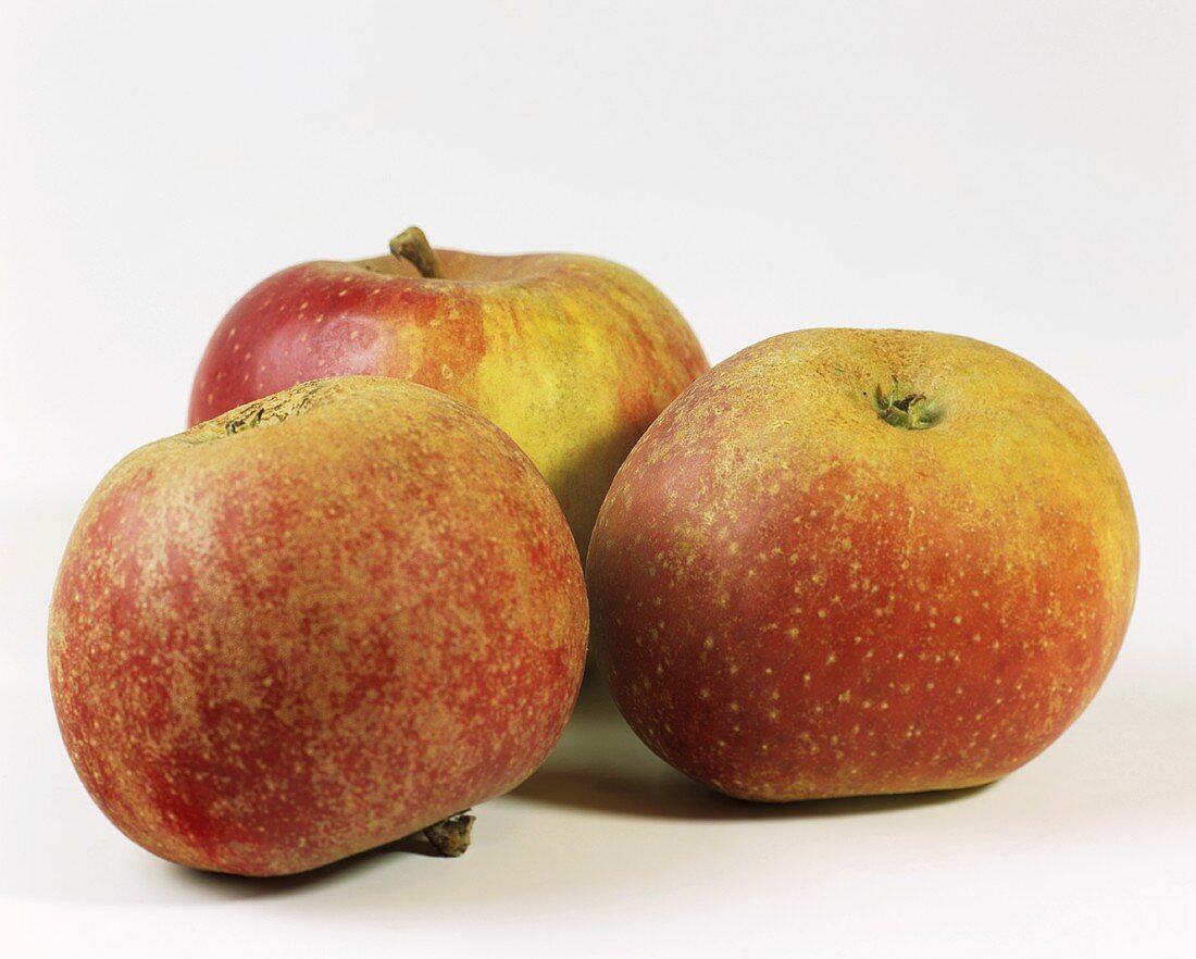 Drei Äpfel der Sorte Boskop