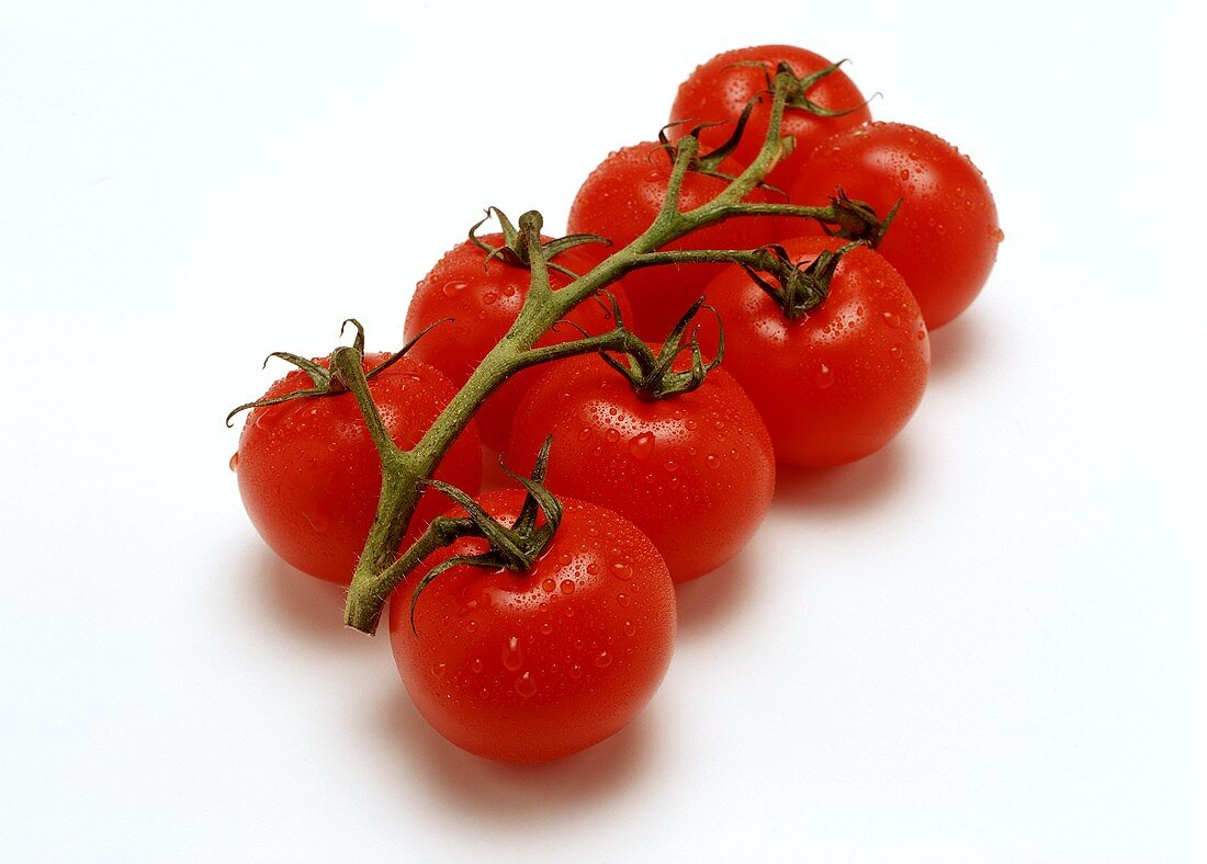 Tomatoes on the vine with drops of water