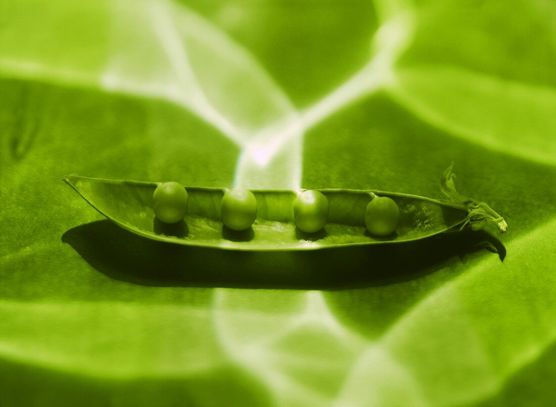Opened pea pod on green background