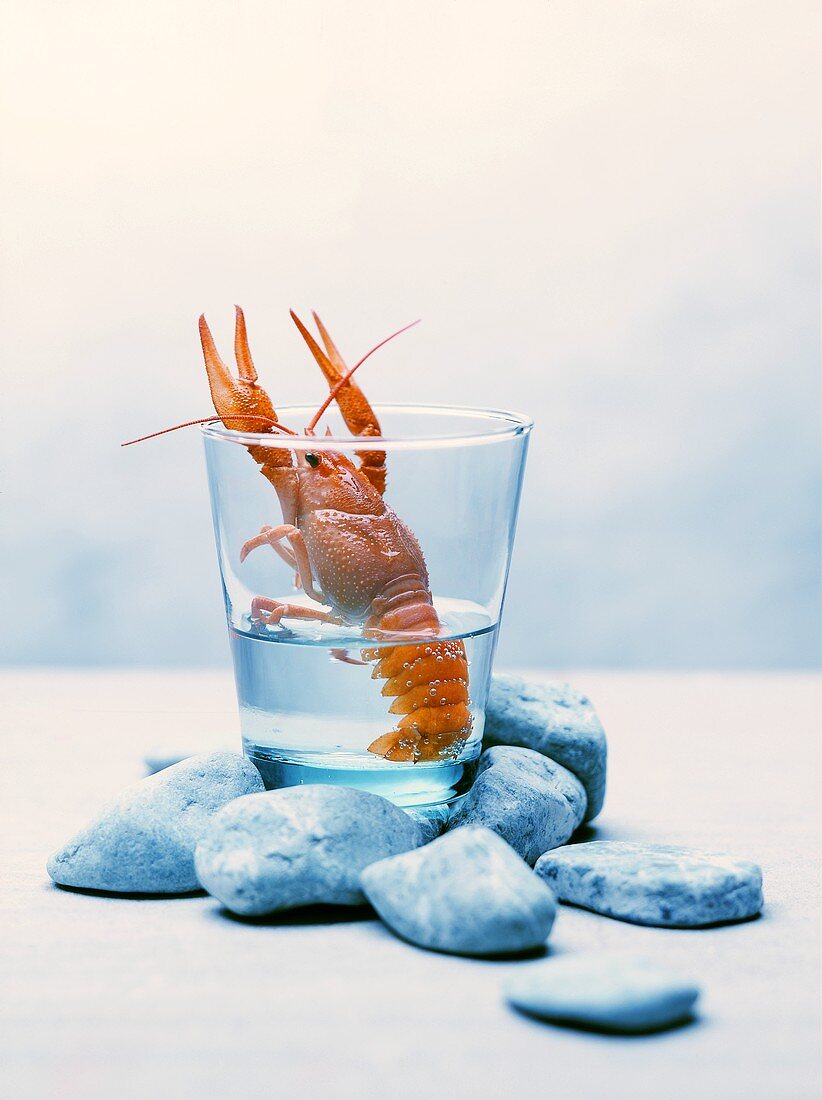 Freshwater crayfish in a glass of water