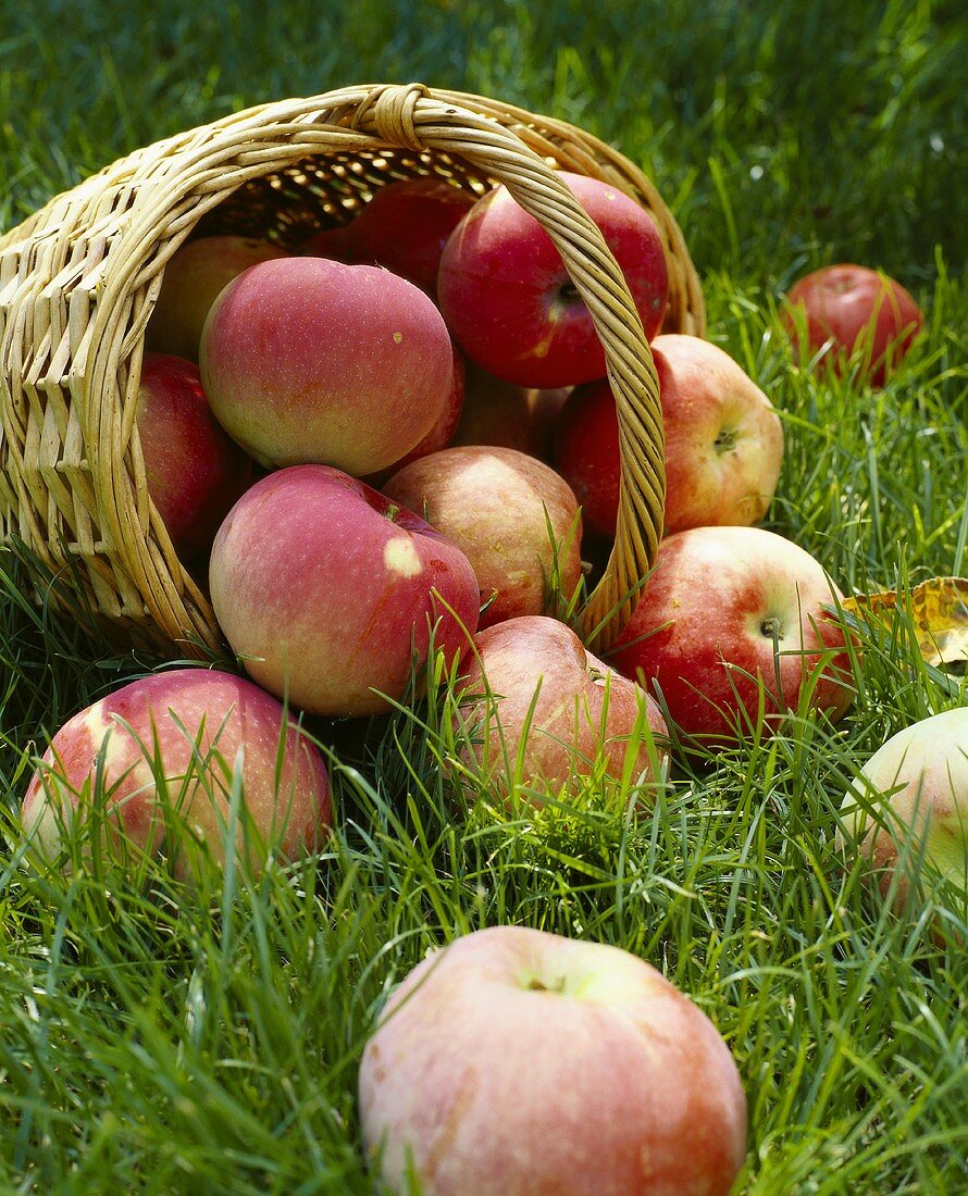 Apples and basket of apples in meadow