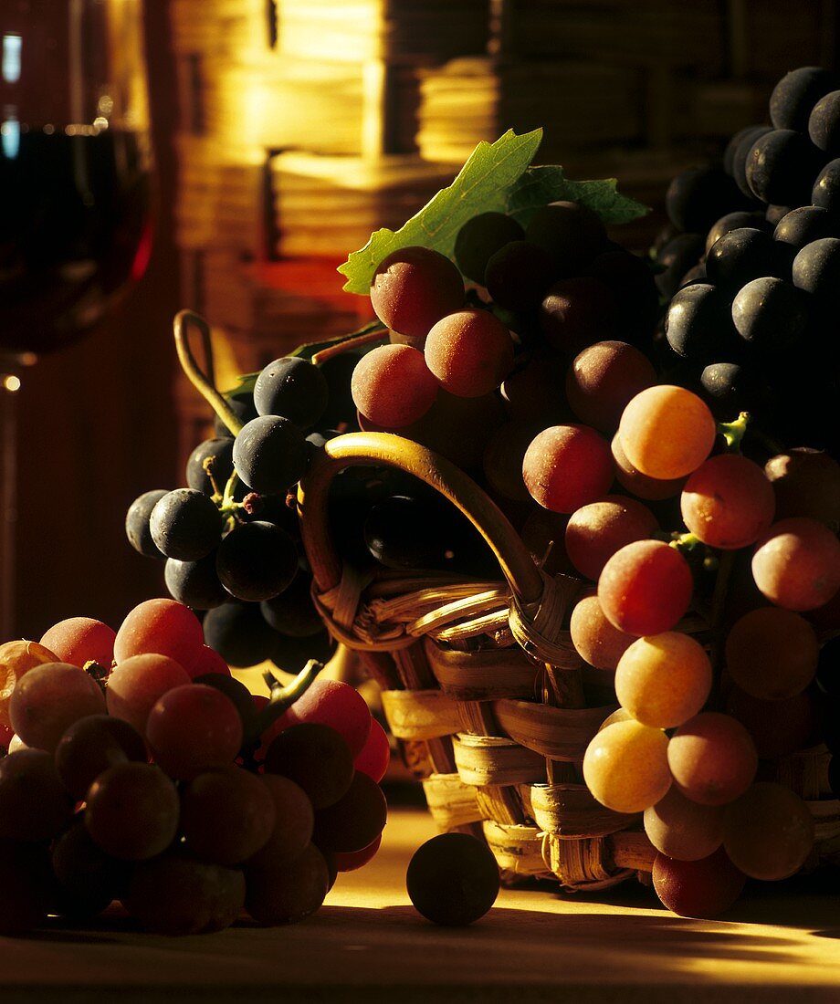 Korb mit blauen & hellen Trauben, Glas Rotwein im Hintergrund