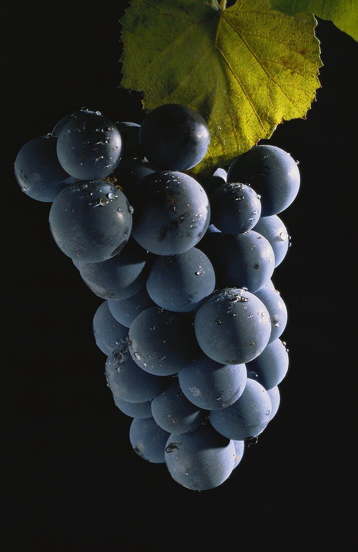 Black grapes with drops of water against black background