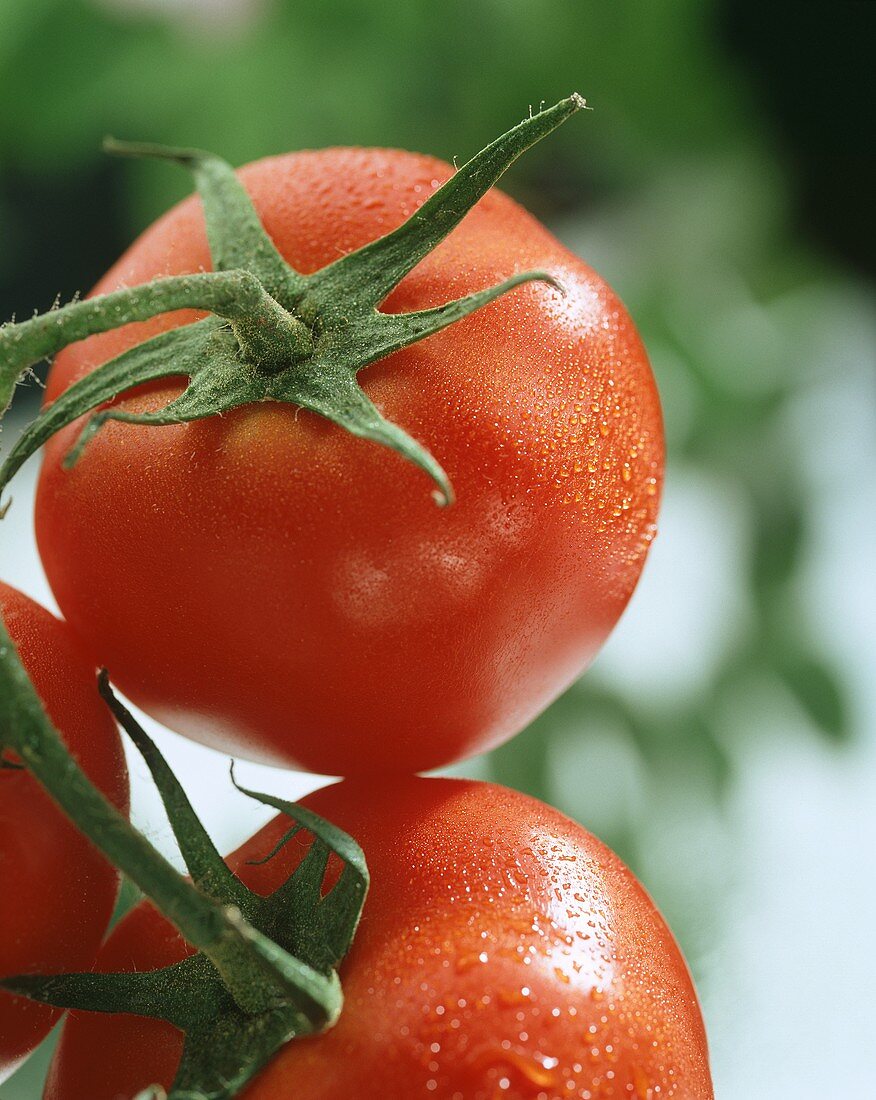 Tomaten mit Wassertropfen