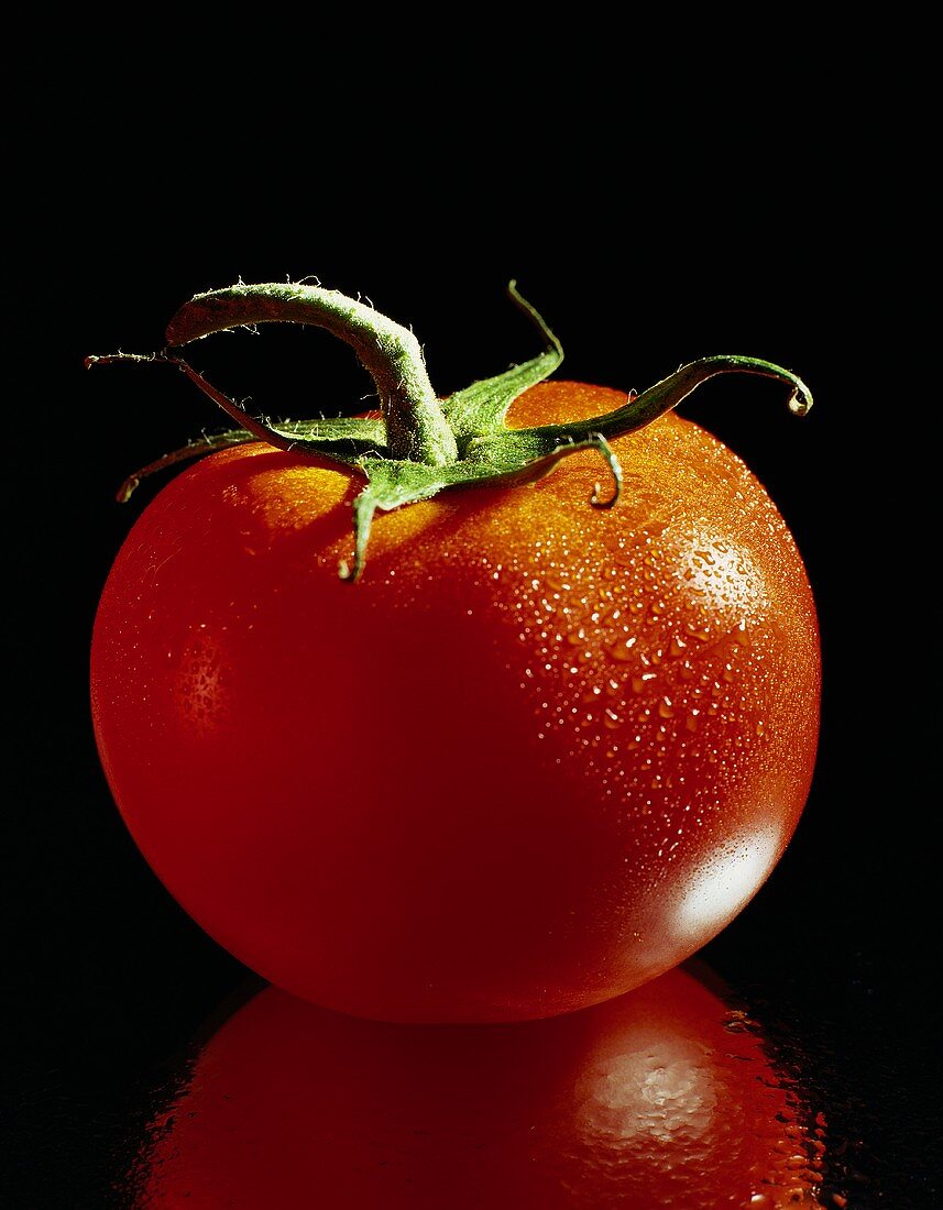 Tomate mit Wassertropfen vor schwarzem Hintergrund